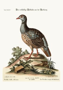 Punajalkainen Partridge Barbarystä, 1749-73